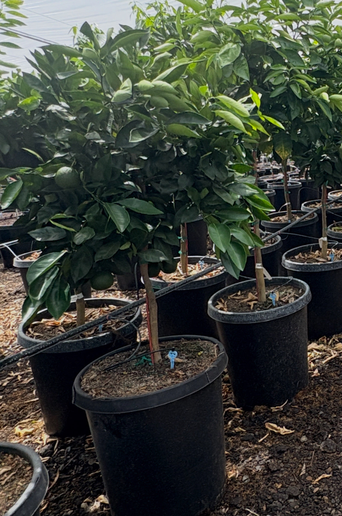 Navel Orange Tree 15 Gallon