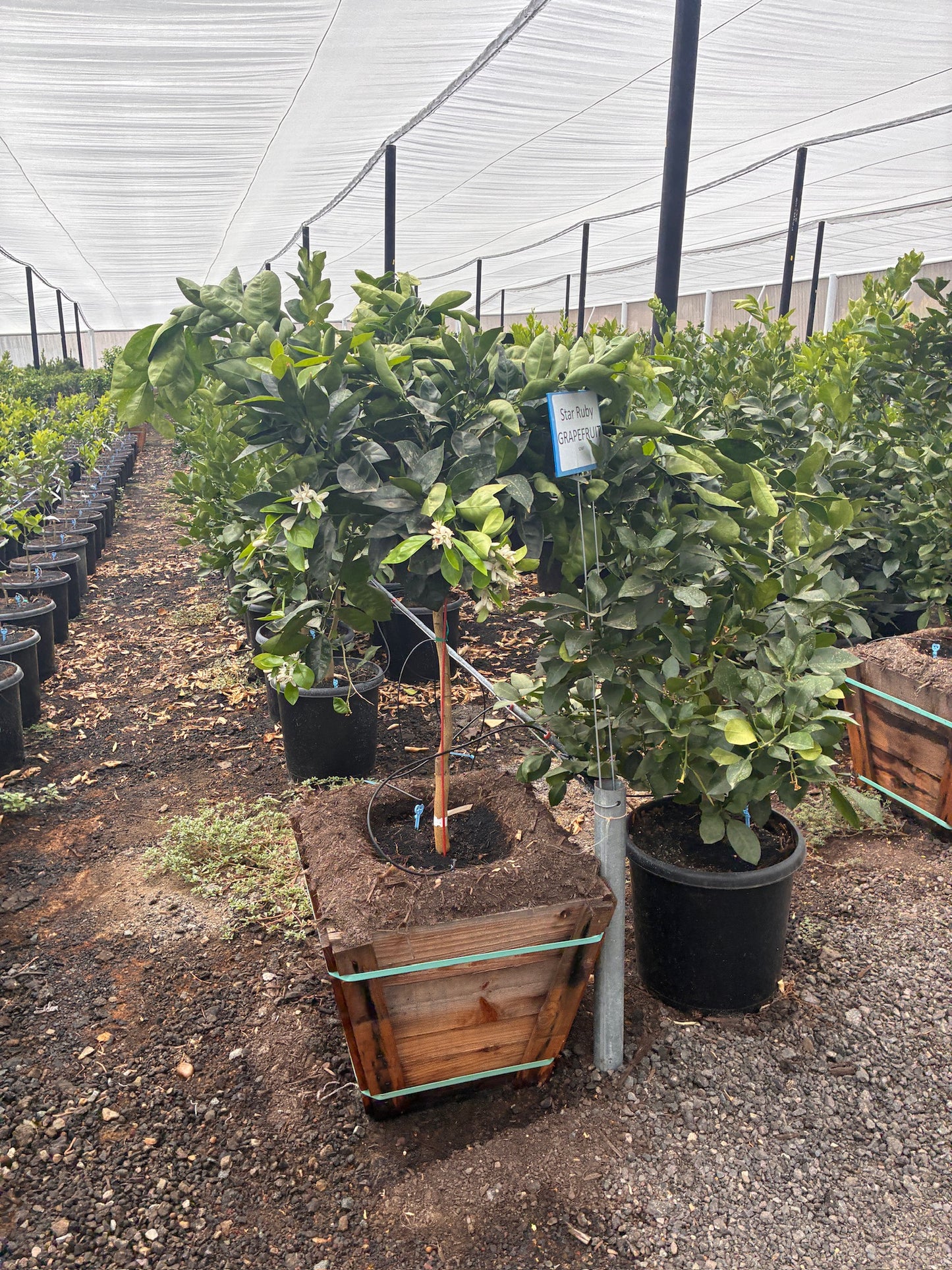 Grapefruit Tree 15 Gallon