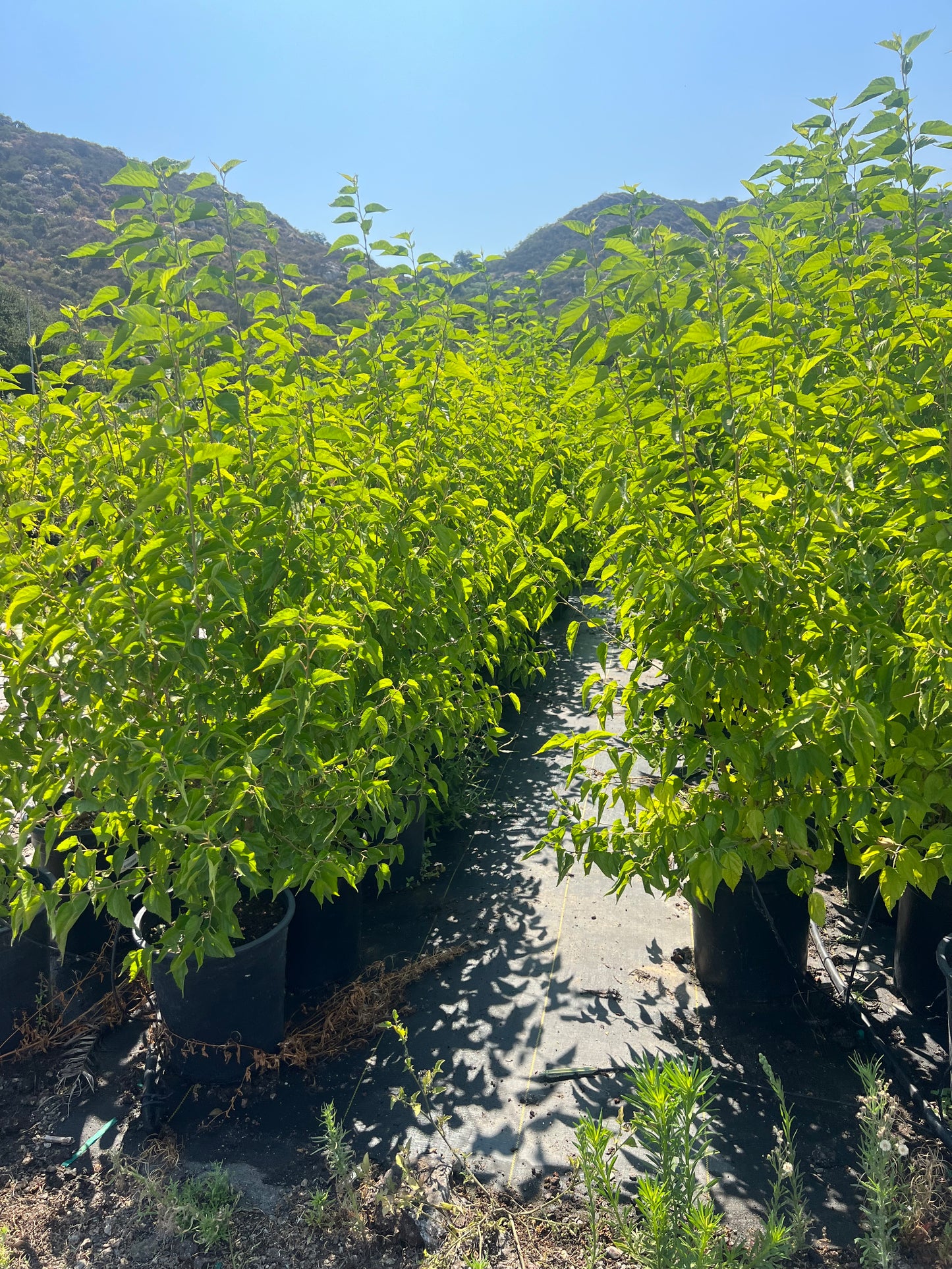 Mulberry Tree Orchard Ready