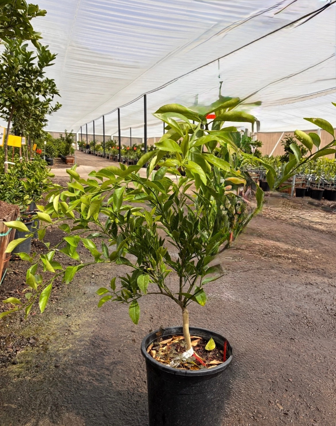 Mandarin Tree 7 Gallon
