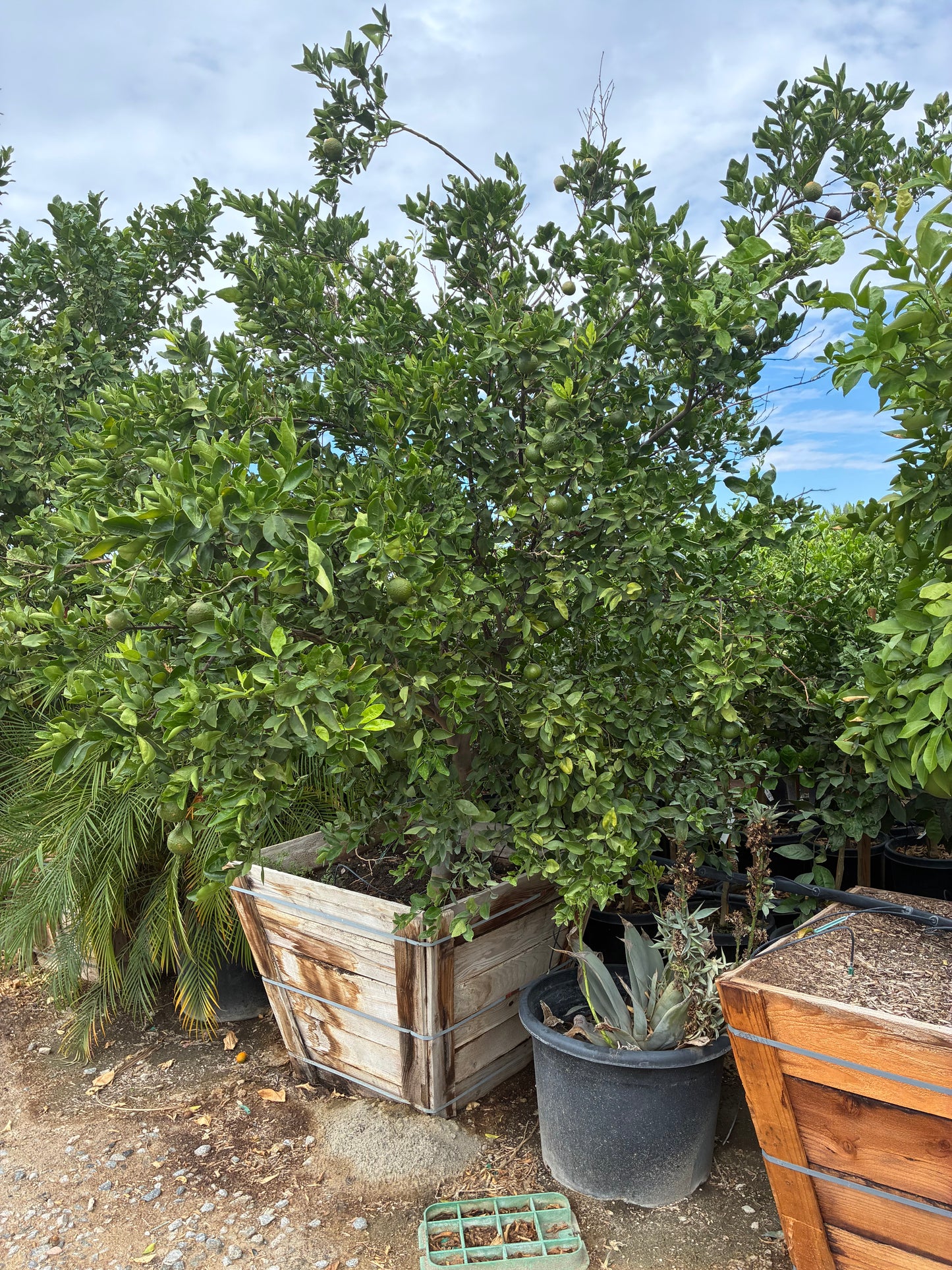 36” Box Citrus