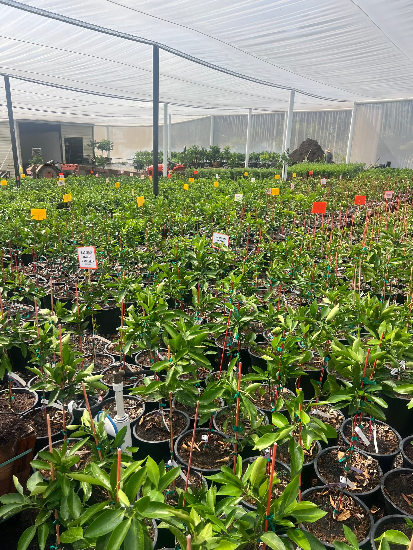 Mandarin Tree 7 Gallon