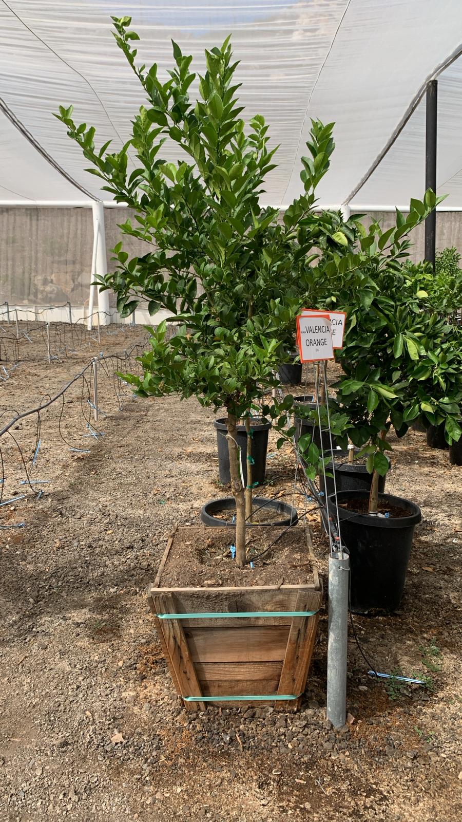 Valencia Orange Tree 24" Box