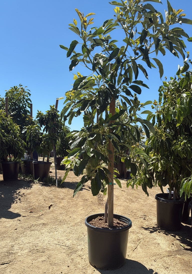 Avocado Tree 15 Gallon