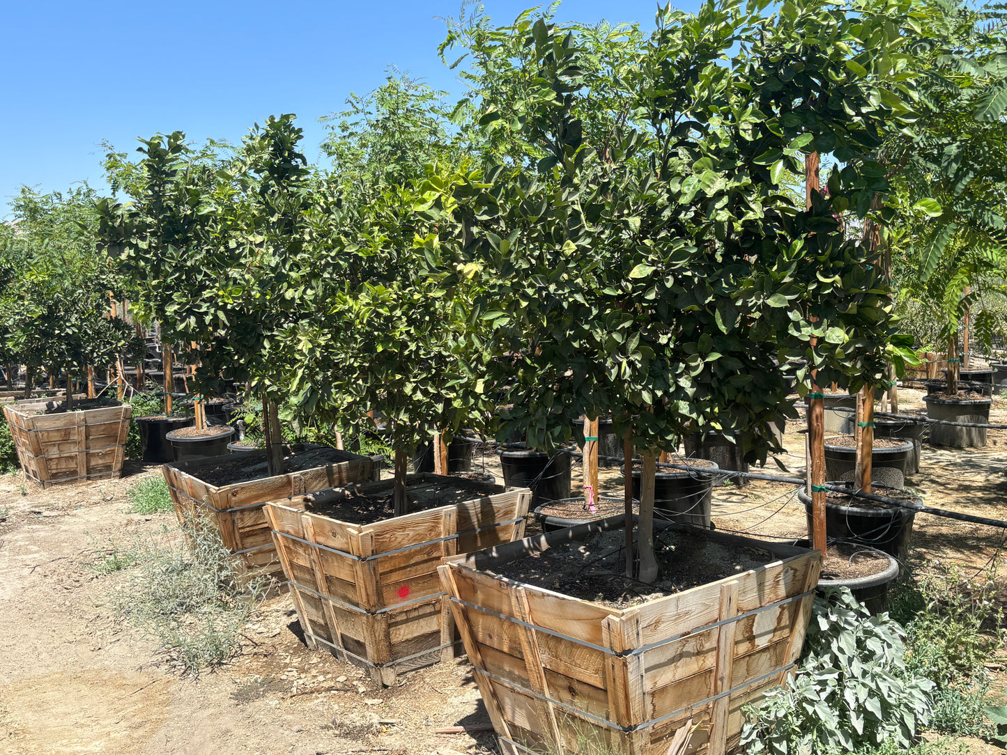 42” Box Citrus Trees