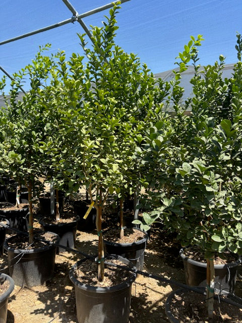 30 Gallon Citrus Trees