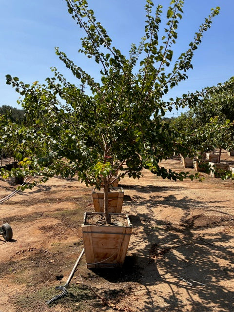24" Box Fruit Tree