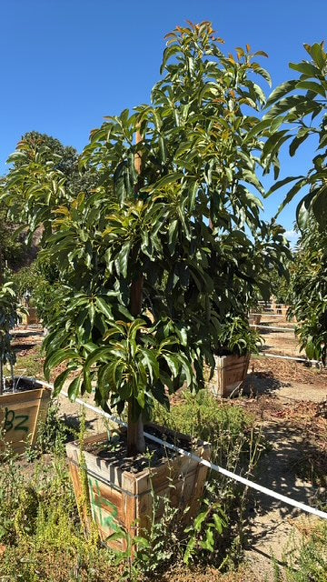 Avocado Tree 24" Box