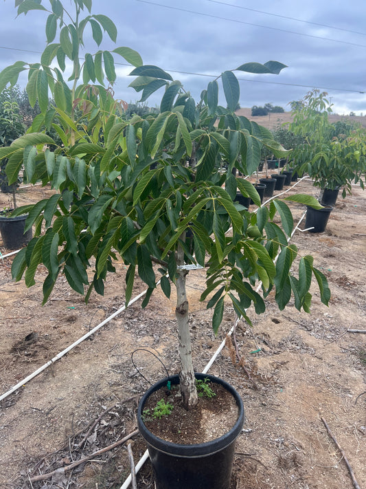 Nut Tree Orchard Ready