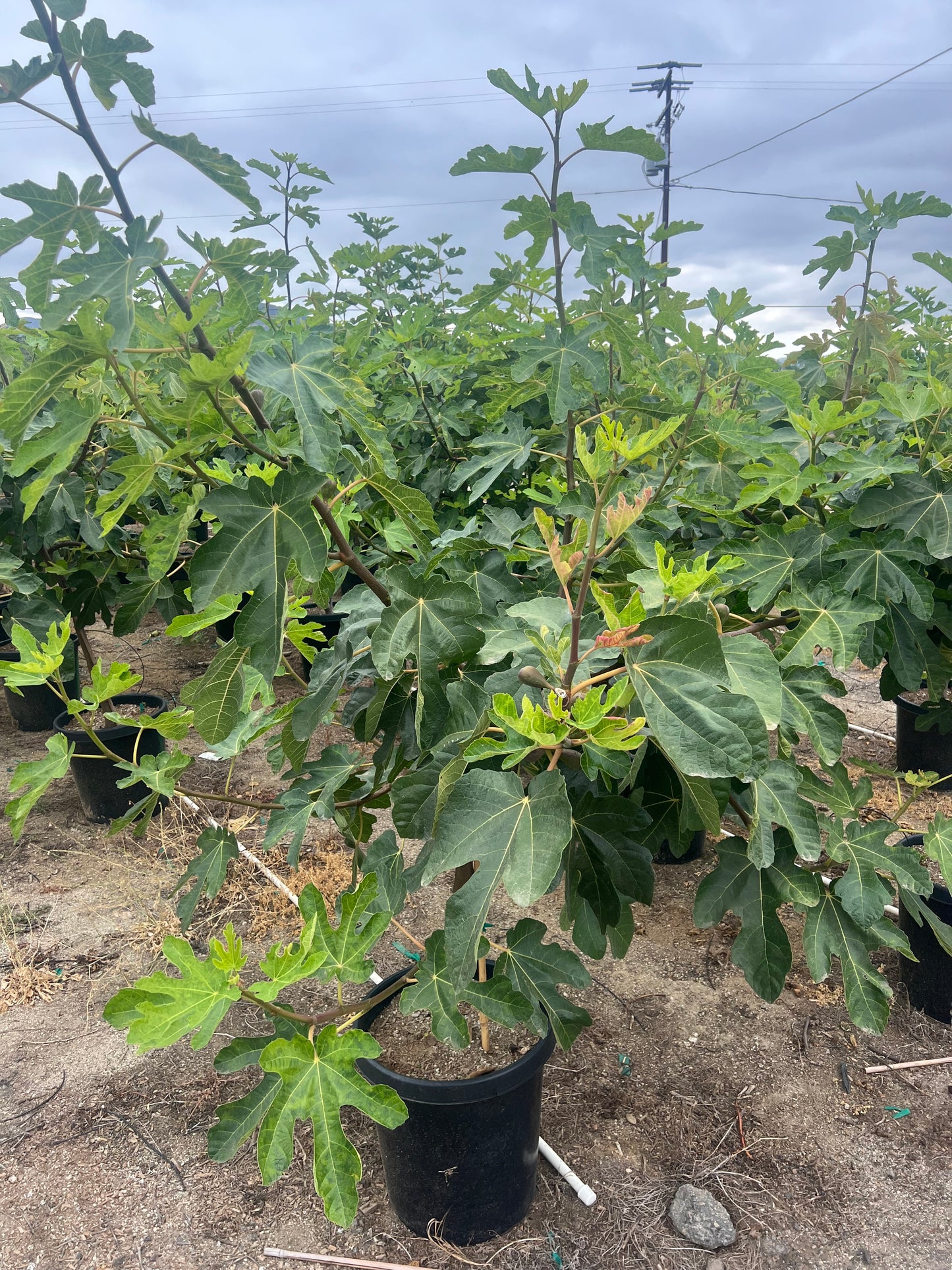 Fig Tree Orchard Ready