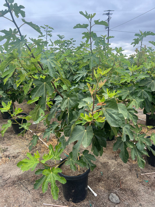 Fig Tree Orchard Ready