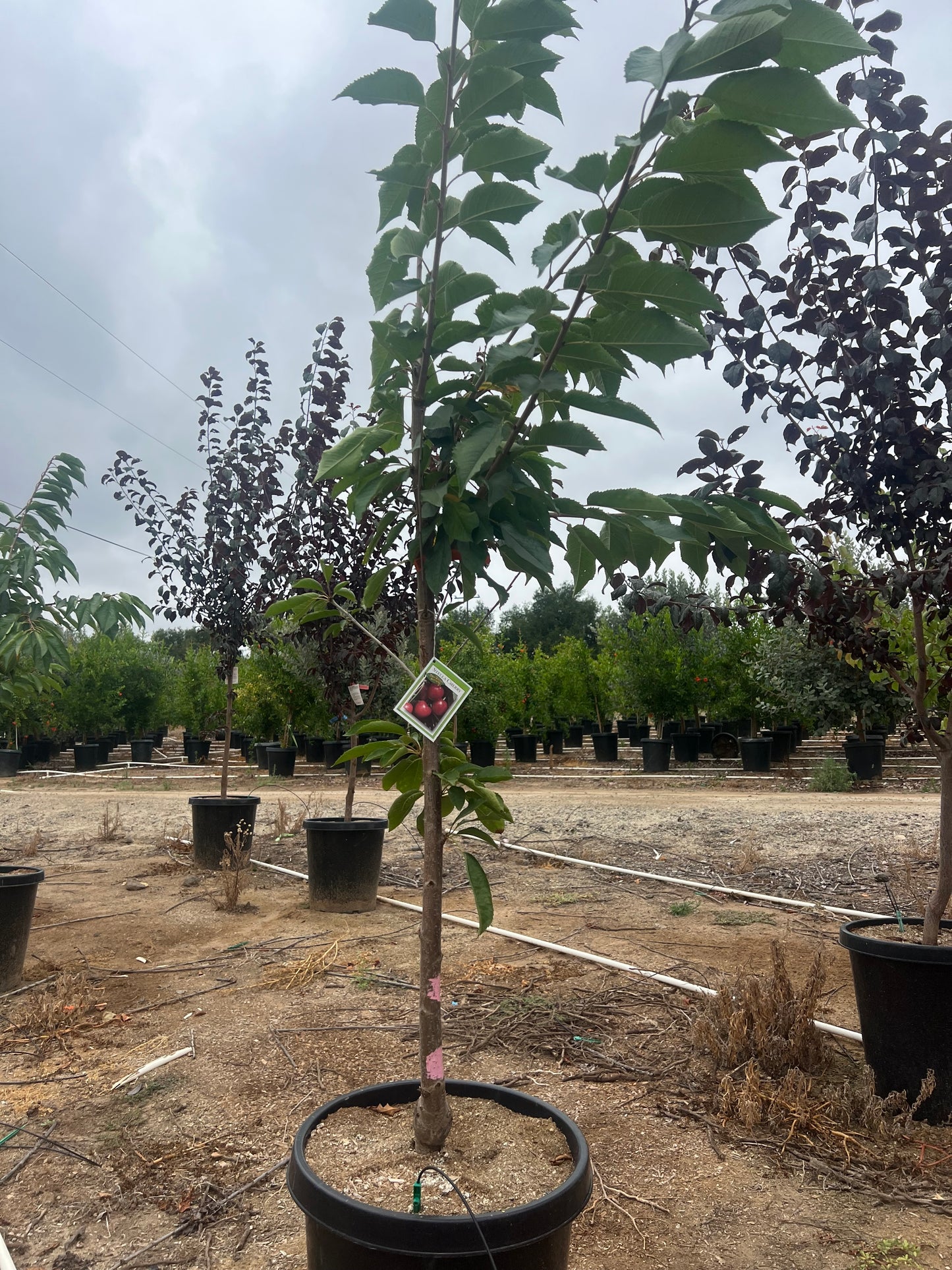 Cherry Tree Orchard Ready