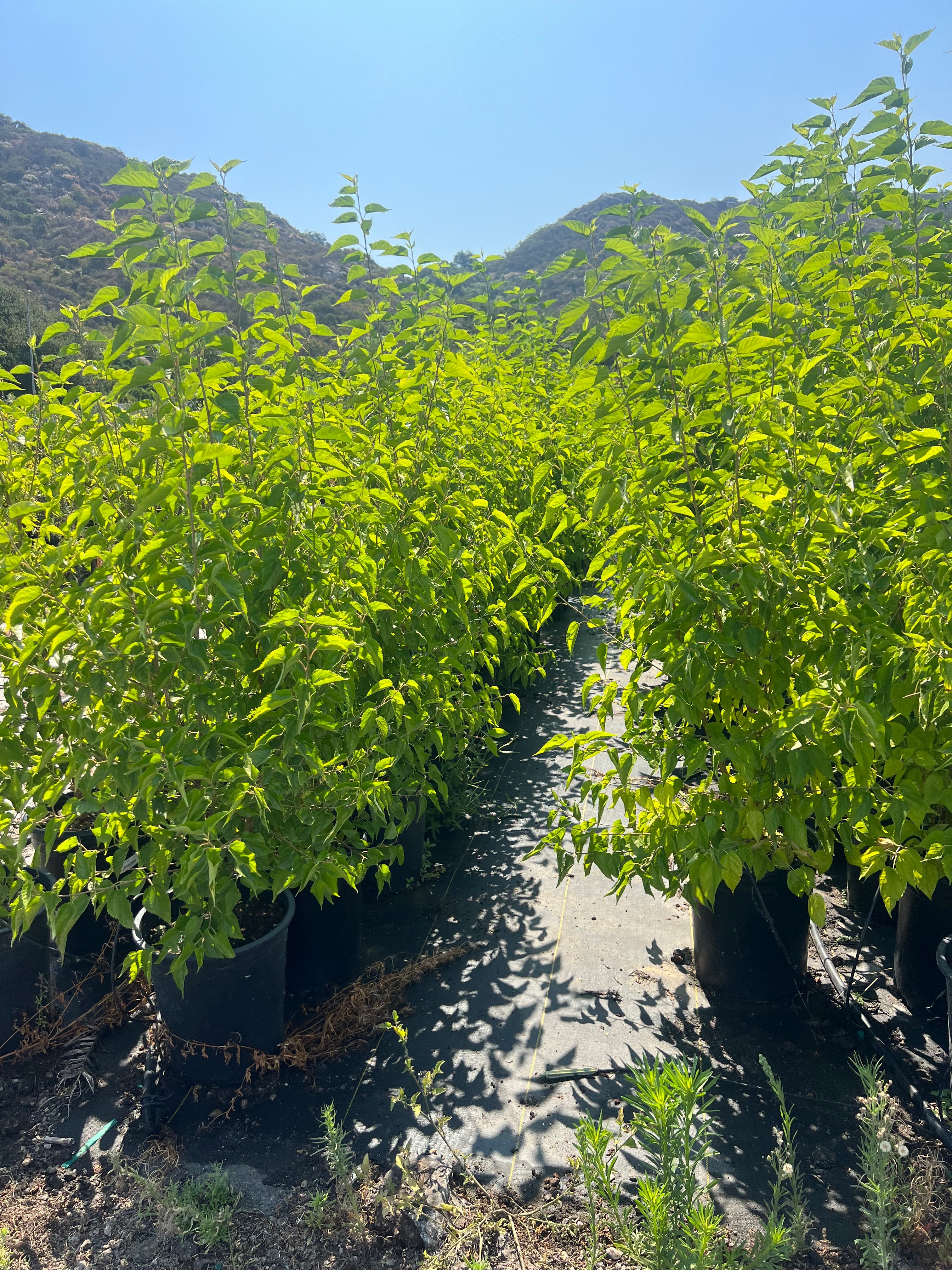 Root Lab Mulberry Tree Orchard Ready – Root Lab Growers