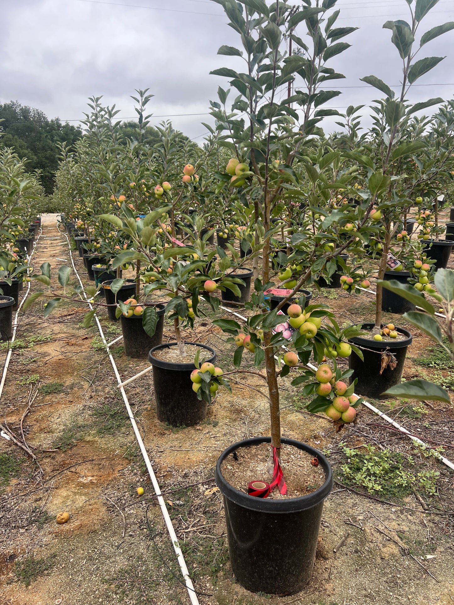 Apple Tree Orchard Ready