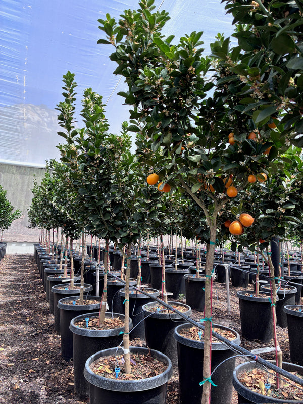 Kumquat Tree – Root Lab Growers