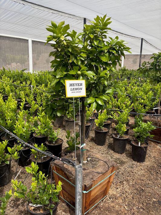 Lemon Tree 24" Box