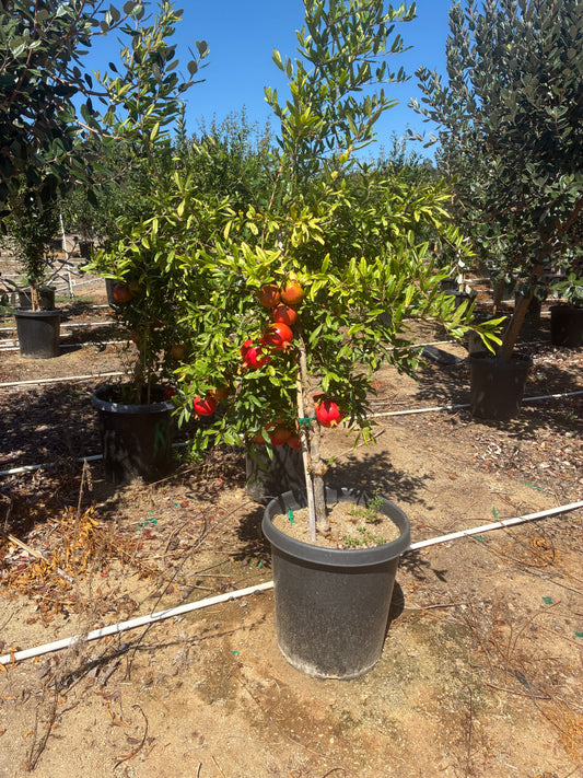 Pomegranate Tree Orchard Ready