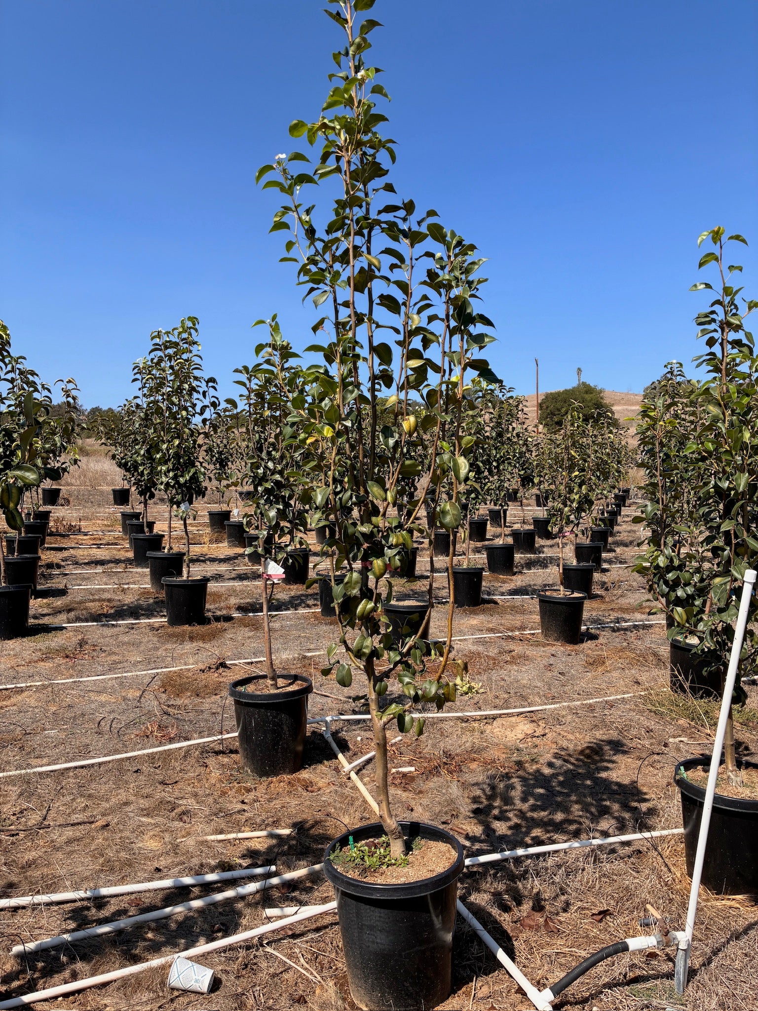 Pluot Tree – Root Lab Growers