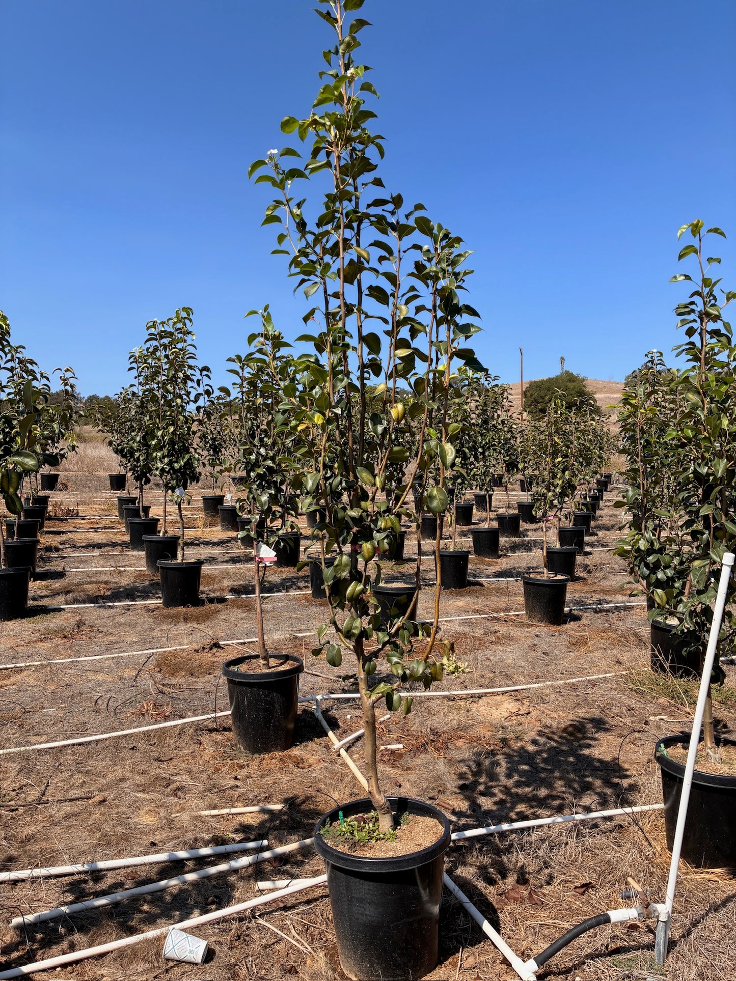 Pluot Tree Orchard Ready