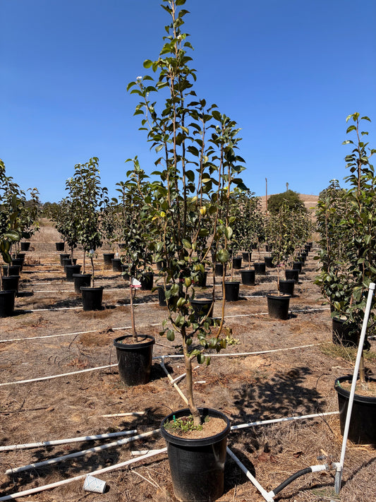 Pluot Tree Orchard Ready