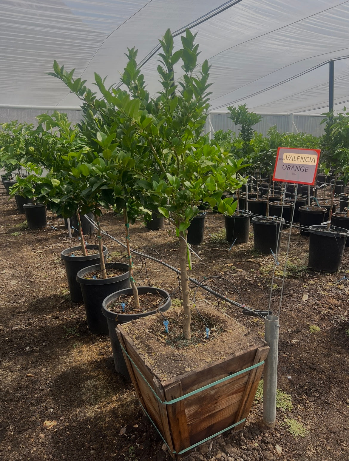 Valencia Orange Tree 15 Gallon – Root Lab Growers
