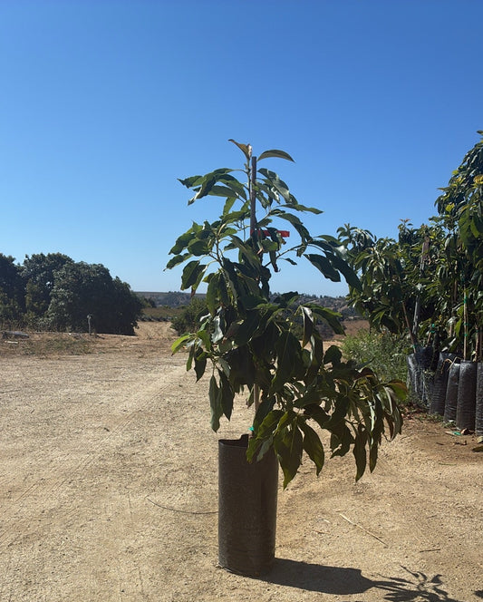 Avocado Tree 7 Gallon