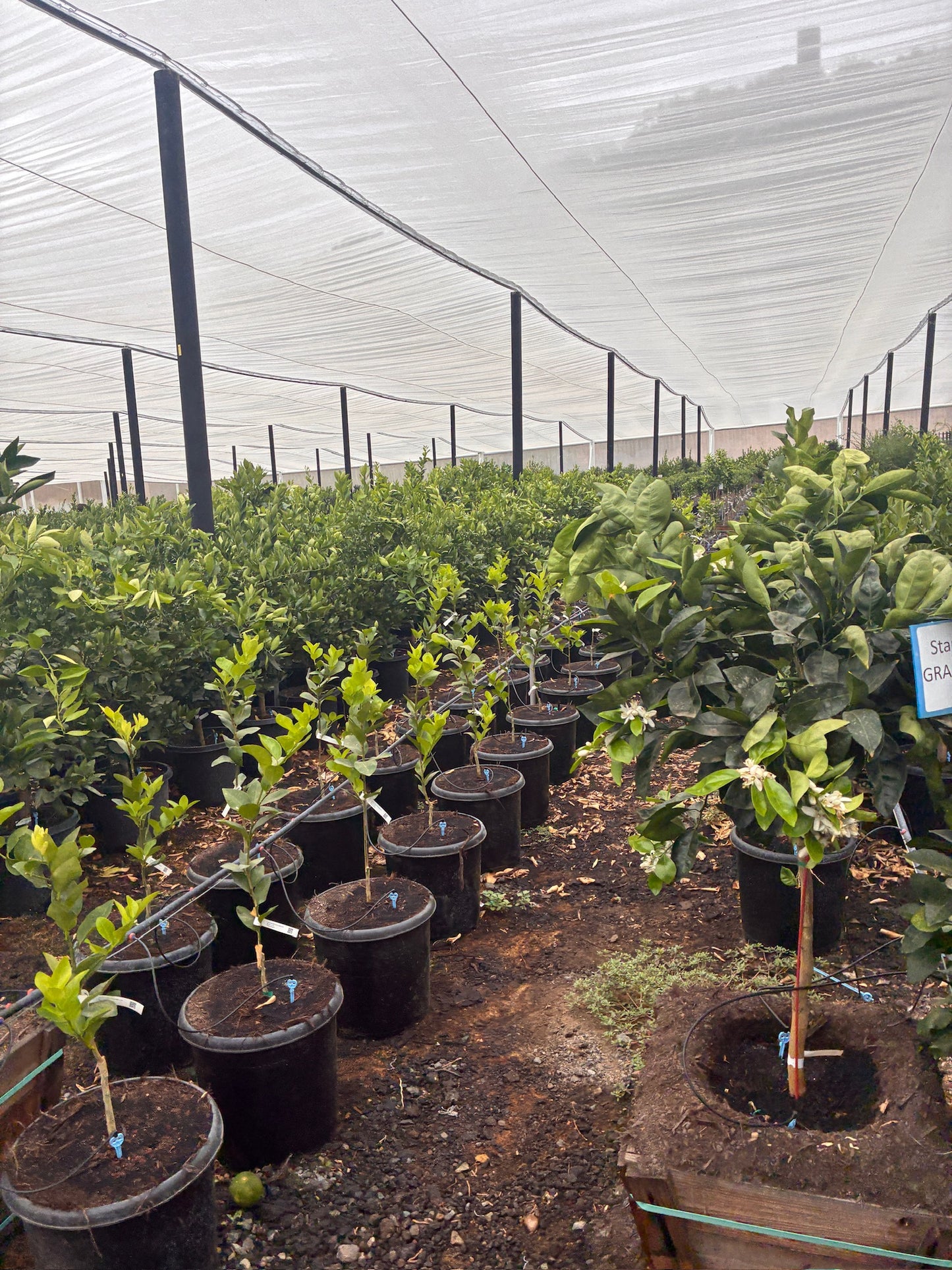 Valencia Orange Tree 7 Gallon