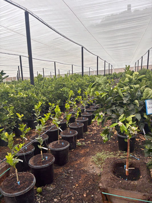 Blood Orange Tree 7 Gallon