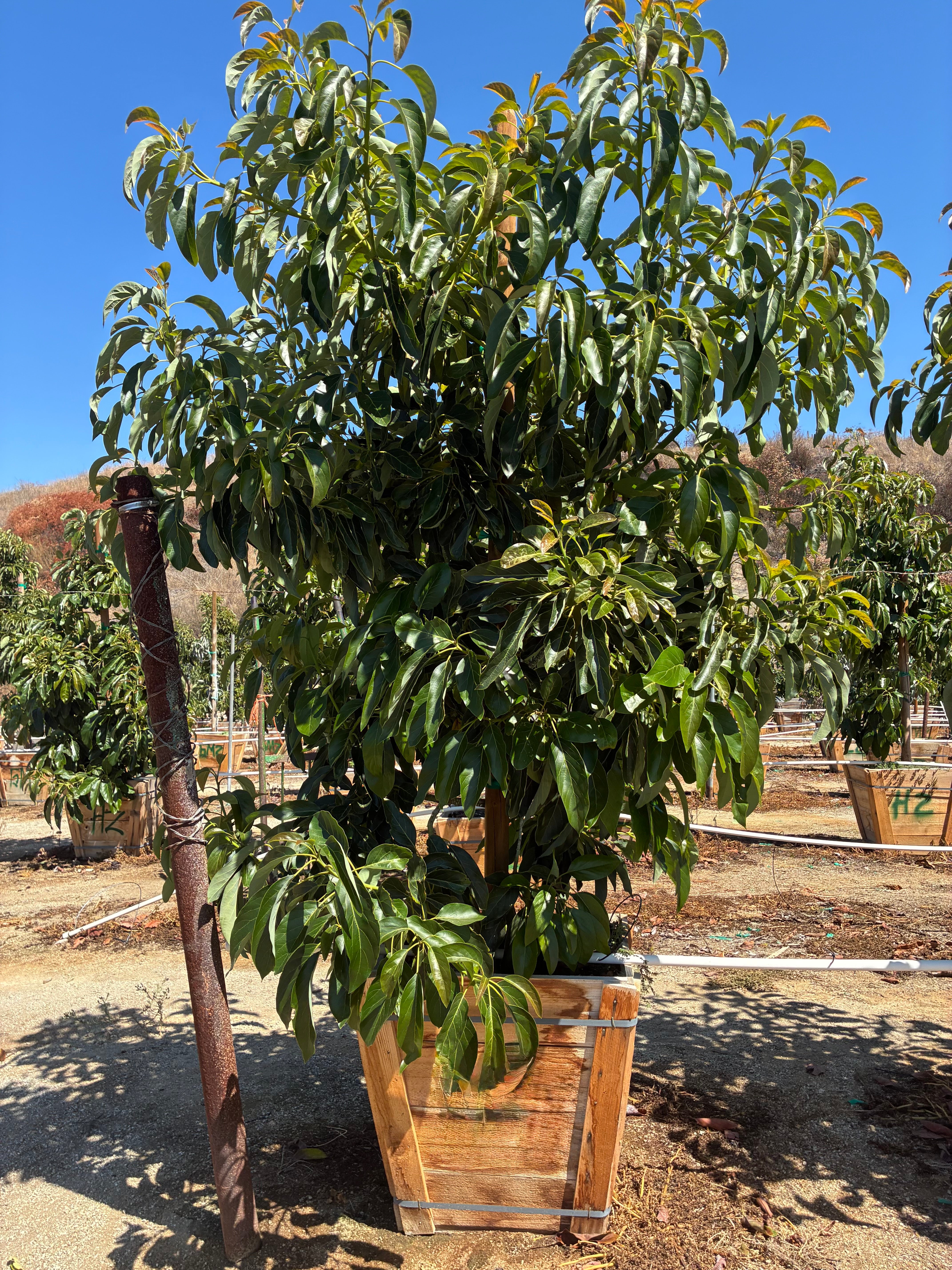 Avocado Tree 24