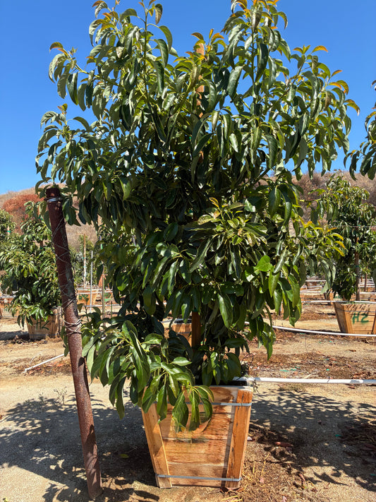 Avocado Tree 24" Box