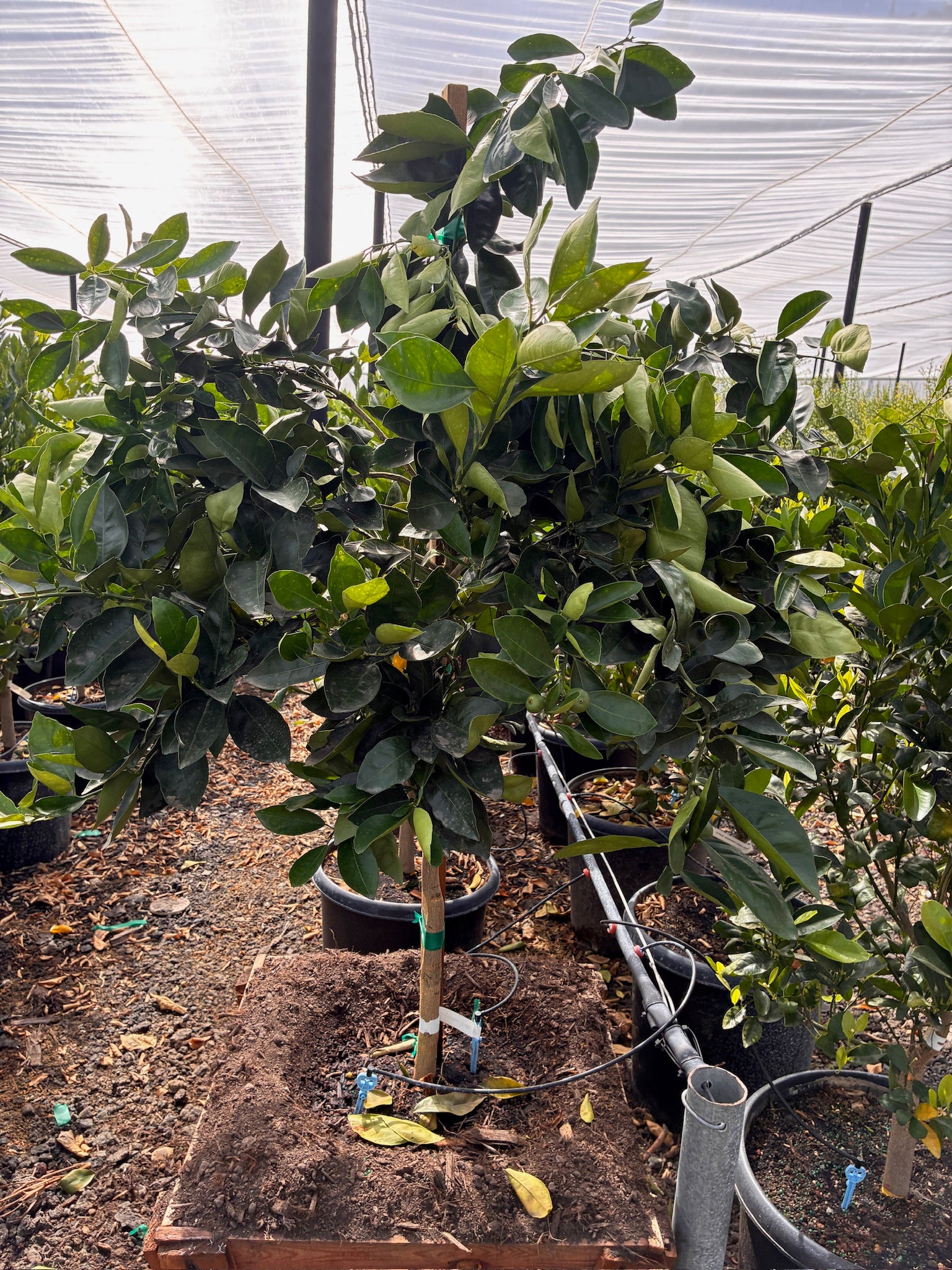 Root Lab Grapefruit Tree 24
