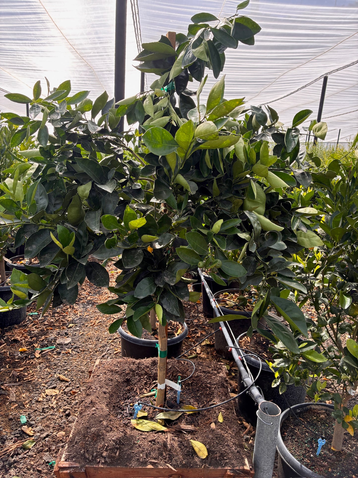 Grapefruit Tree 24" Box