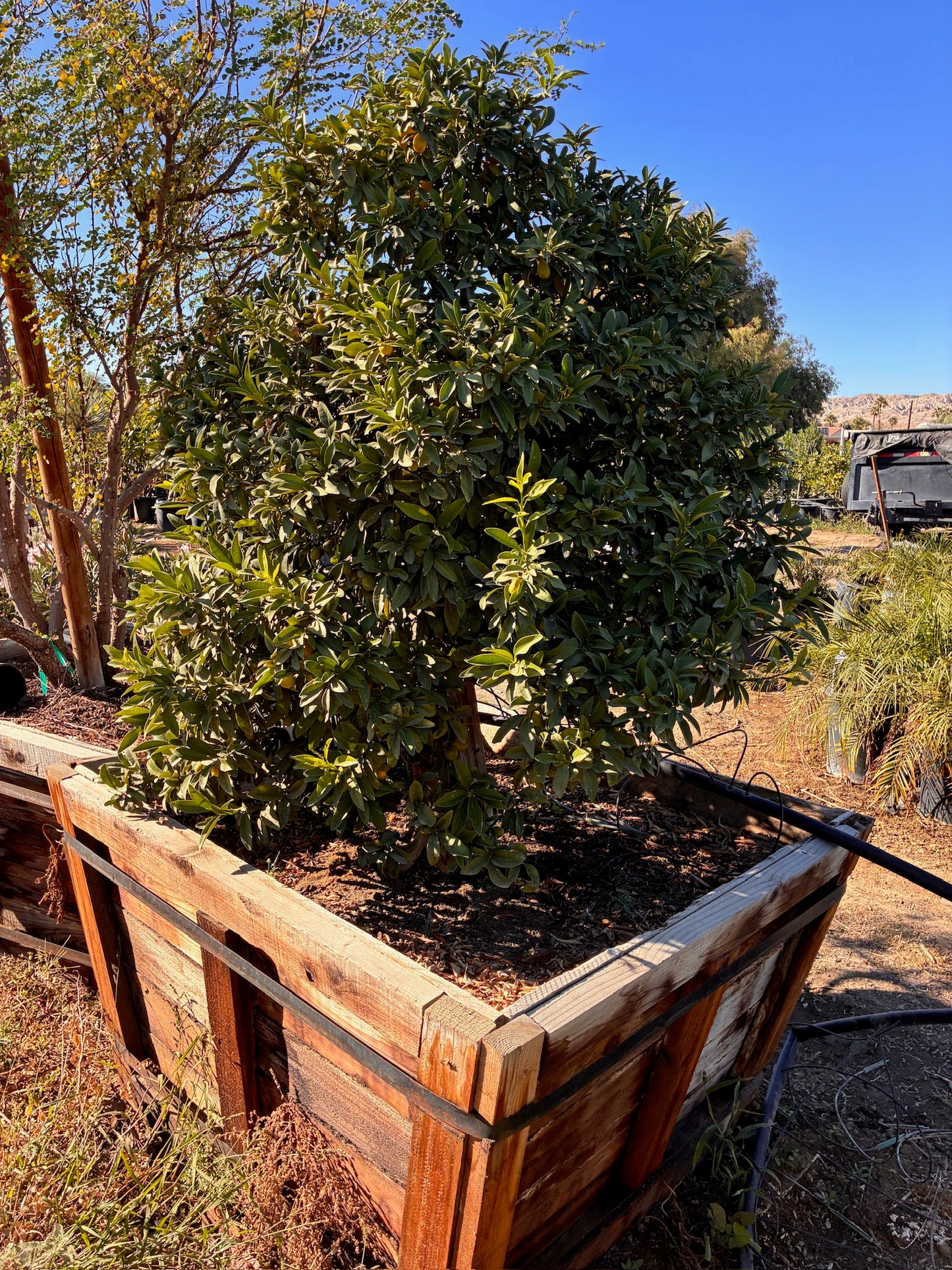 48" Box Citrus Tree