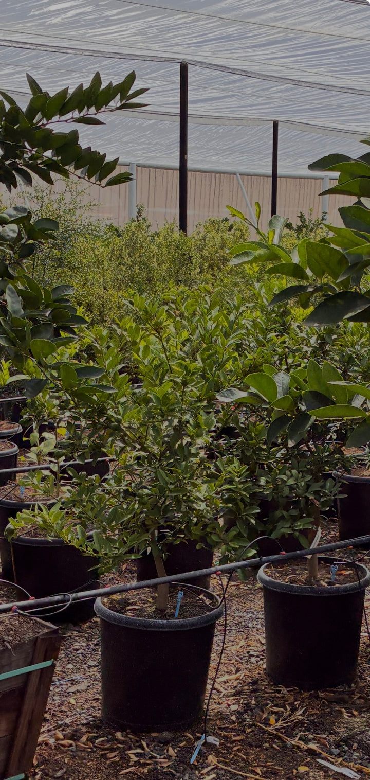 Citrus Trees – Page 2 – Root Lab Growers