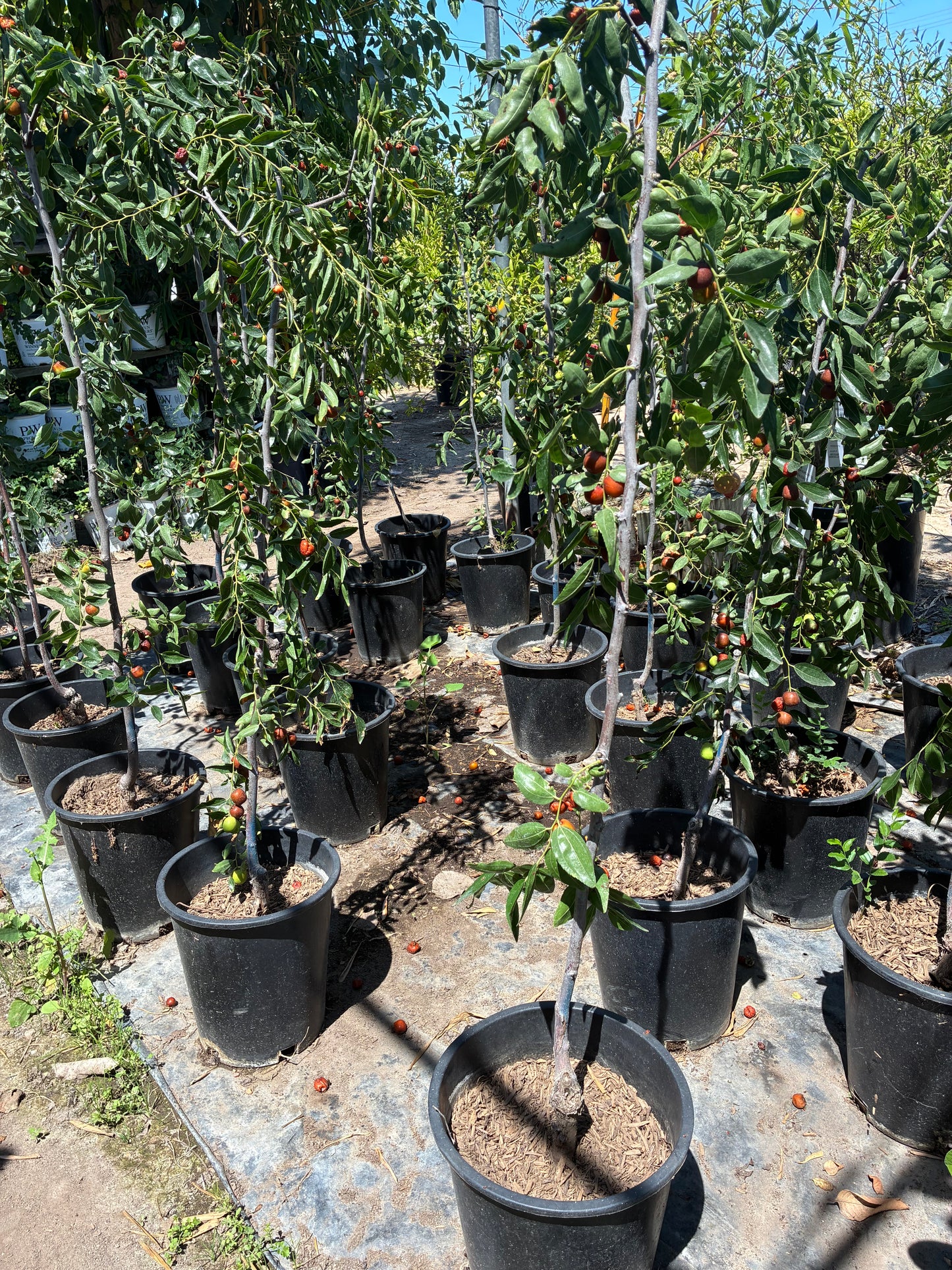Jujube Tree Orchard Ready