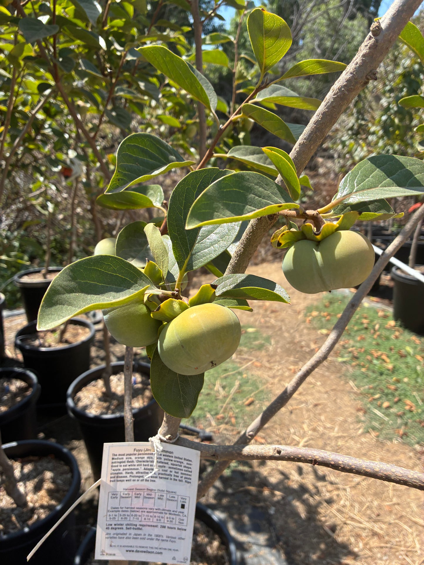 Persimmon Tree Orchard Ready
