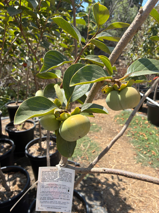 Persimmon Tree Orchard Ready