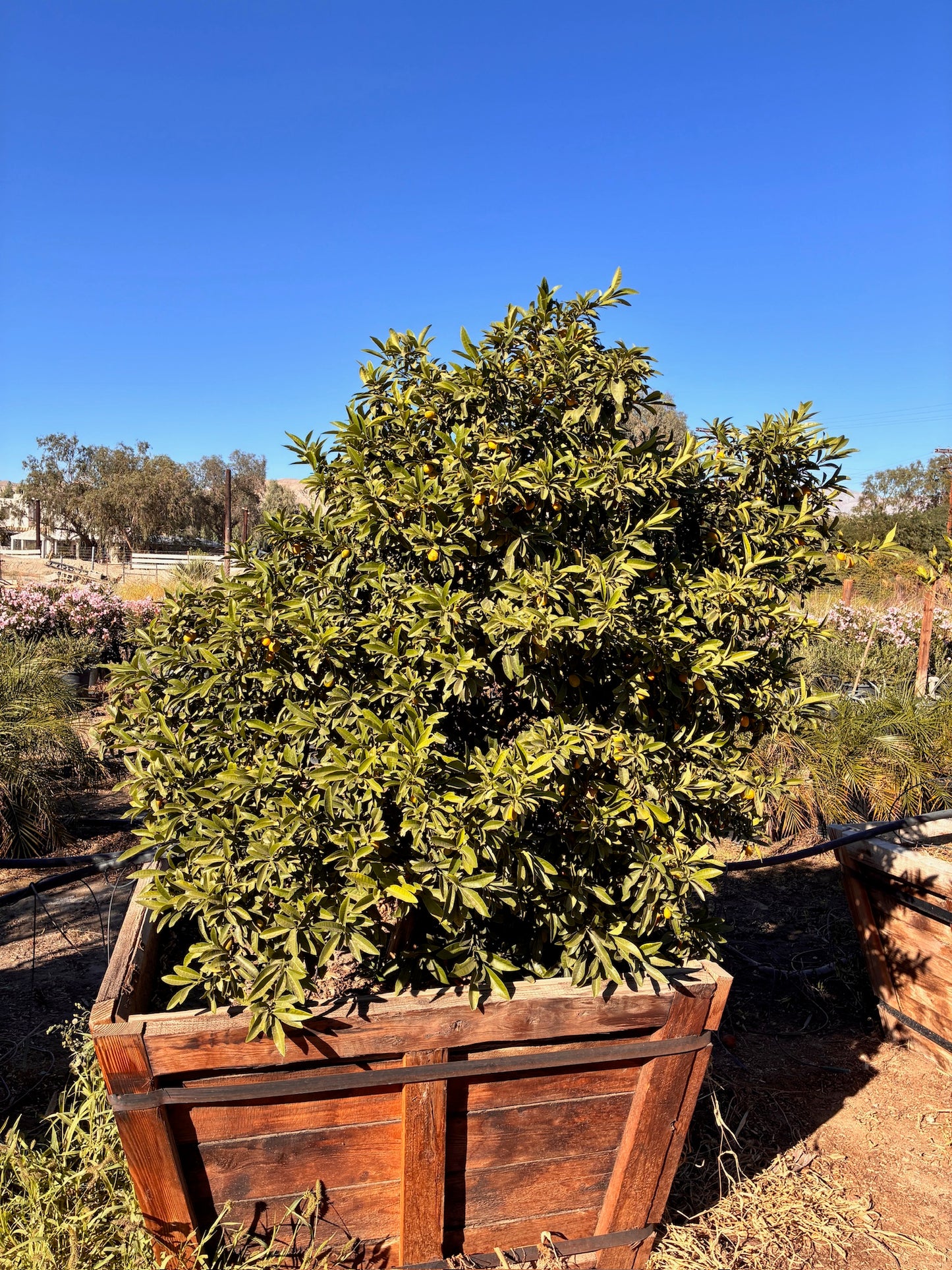 48" Box Citrus Tree