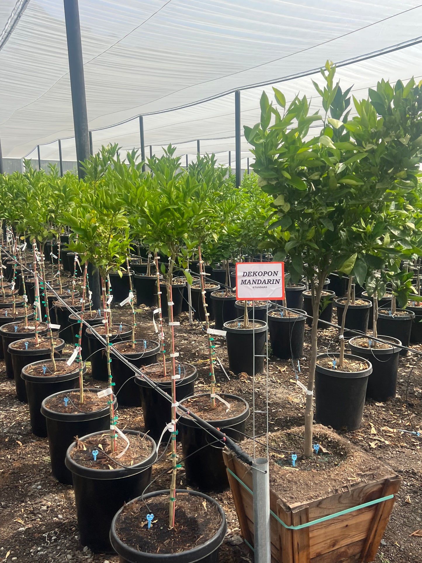 Mandarin Tree 15 Gallon