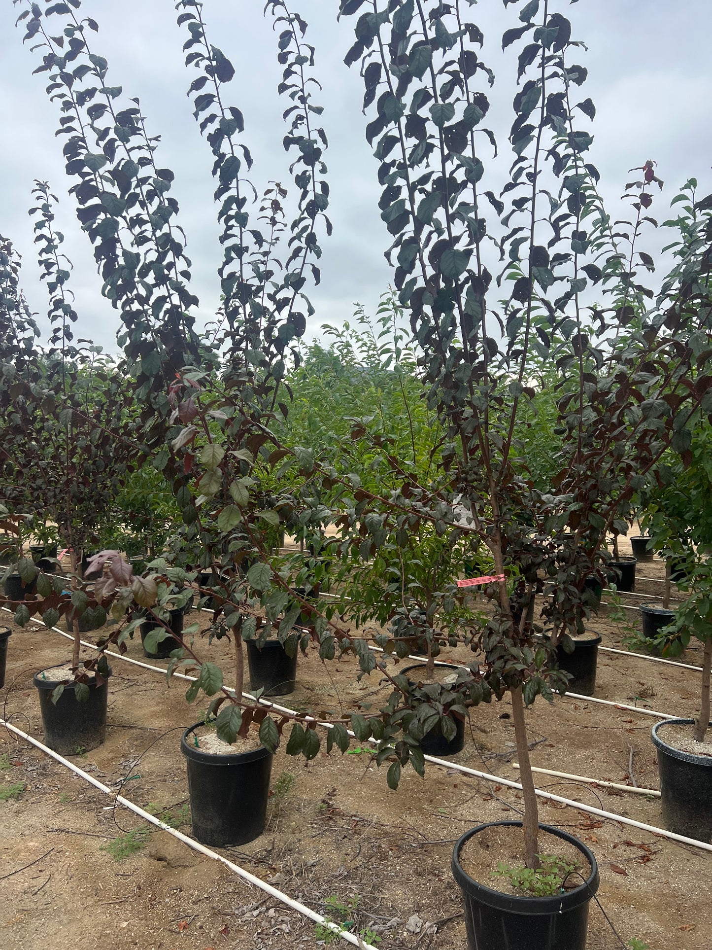 Plum Tree Orchard Ready