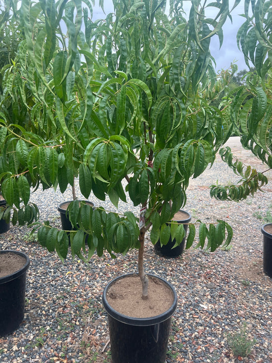 Peach Tree Orchard Ready