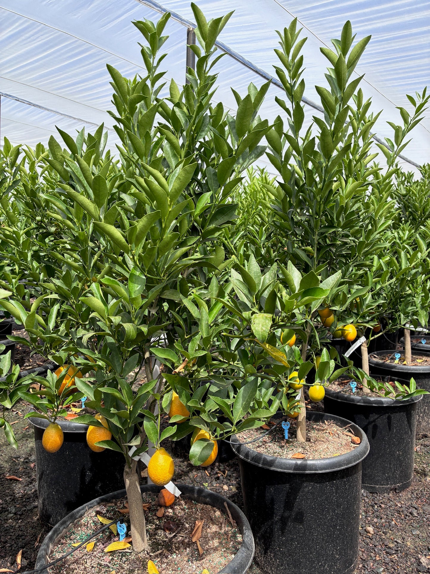 Kumquat Tree
