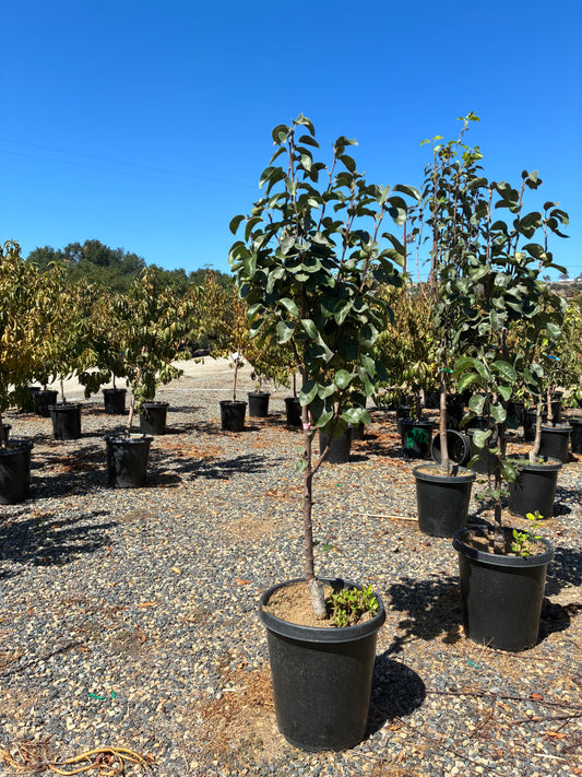Asian Pear Tree Orchard Ready