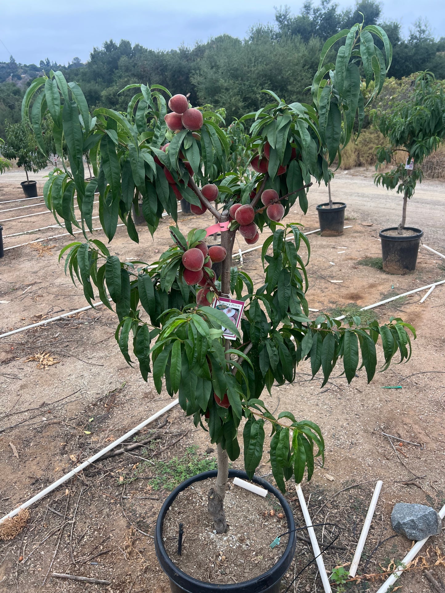 Nectarine Tree Orchard Ready