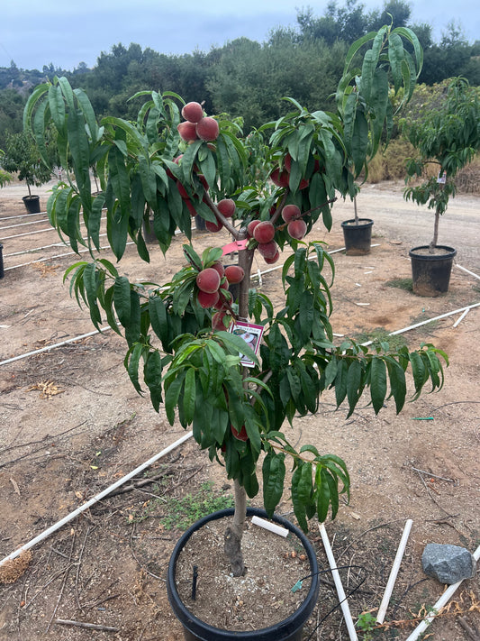 Nectarine Tree Orchard Ready