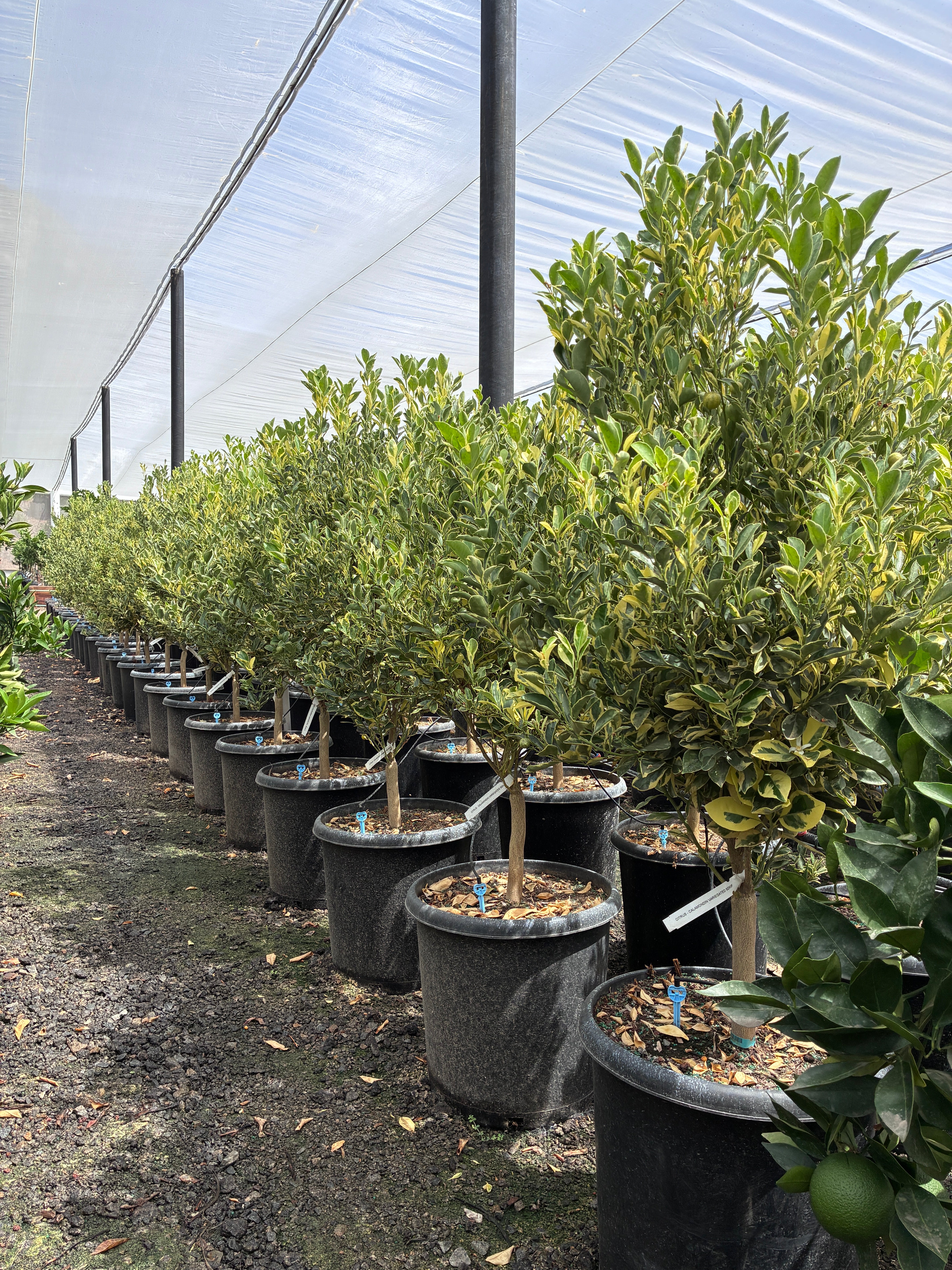 Calamondin Tree – Root Lab Growers