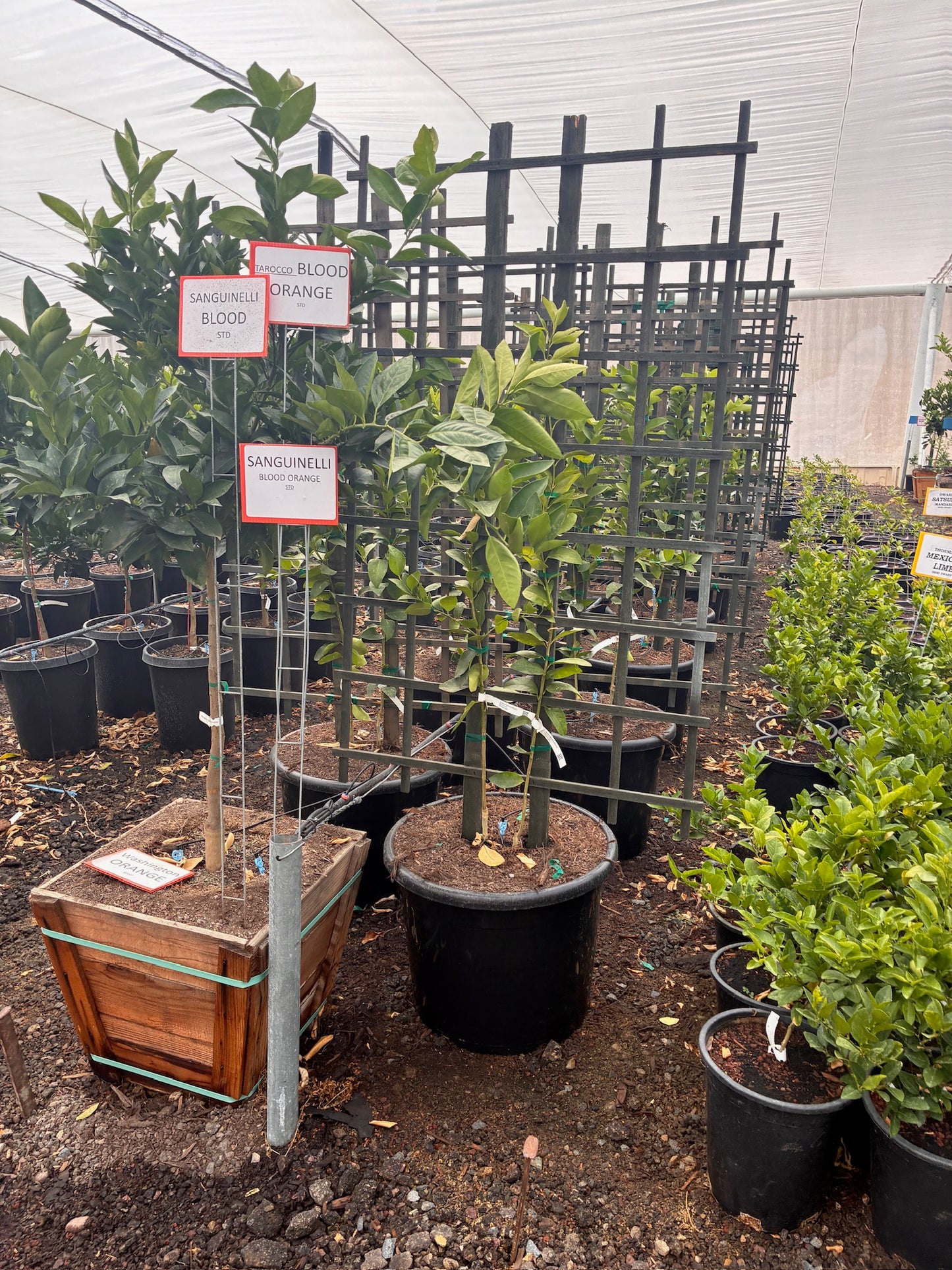 Blood Orange Tree 24" Box