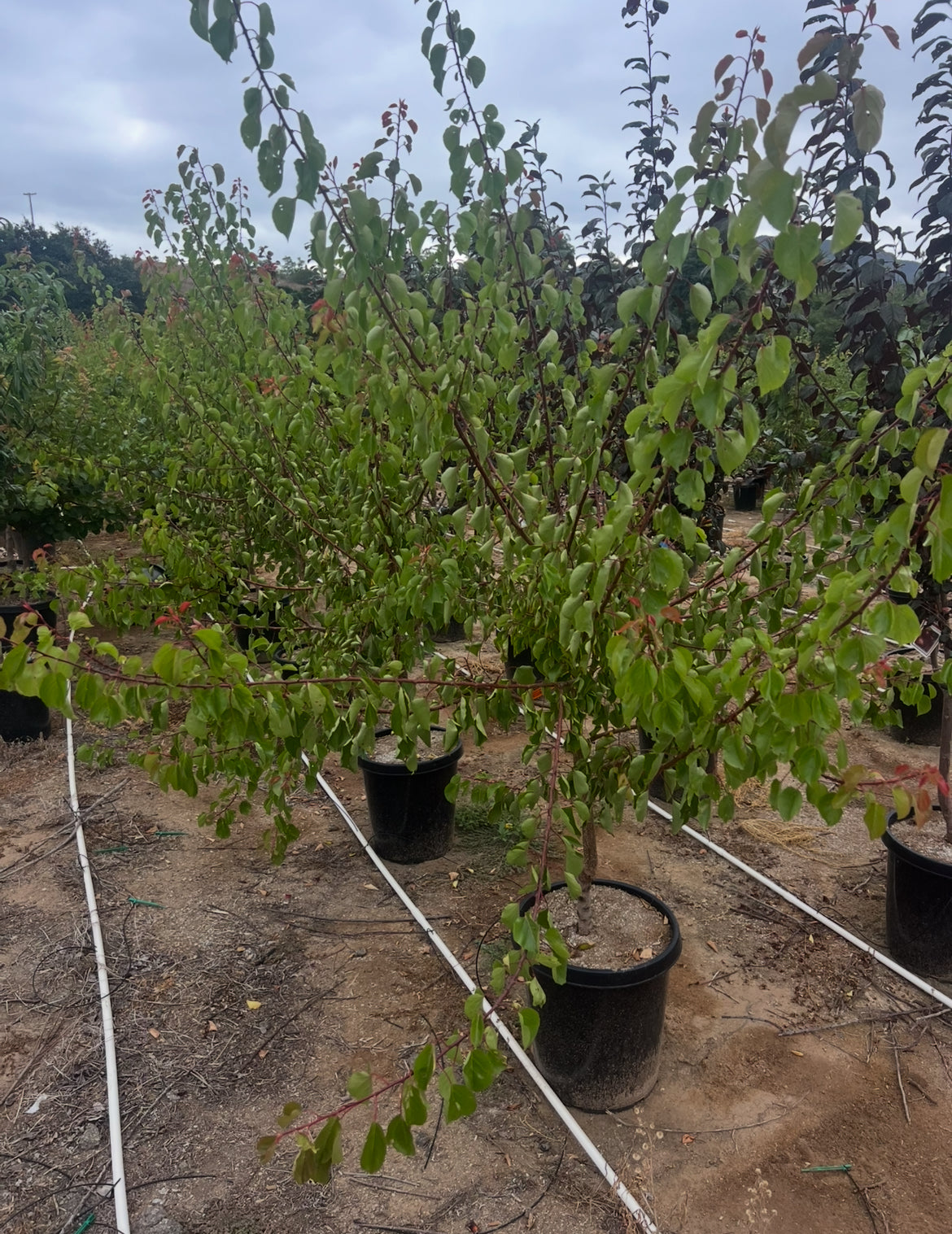 Apricot Tree Orchard Ready