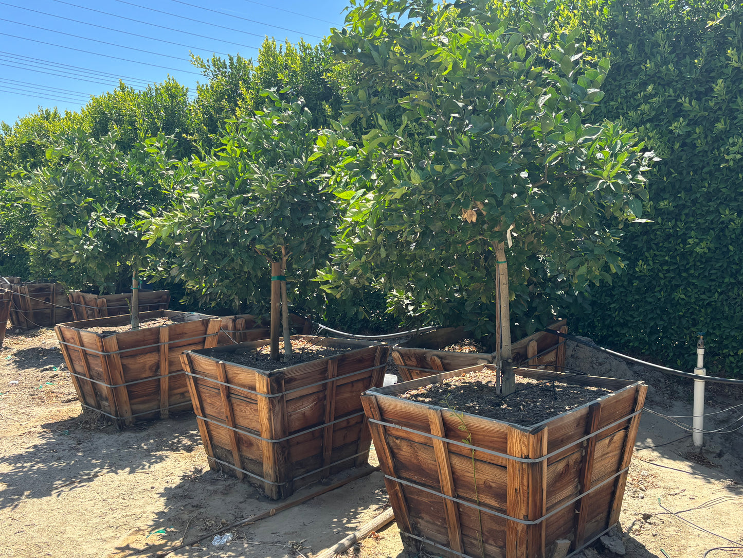 42” Box Citrus Trees