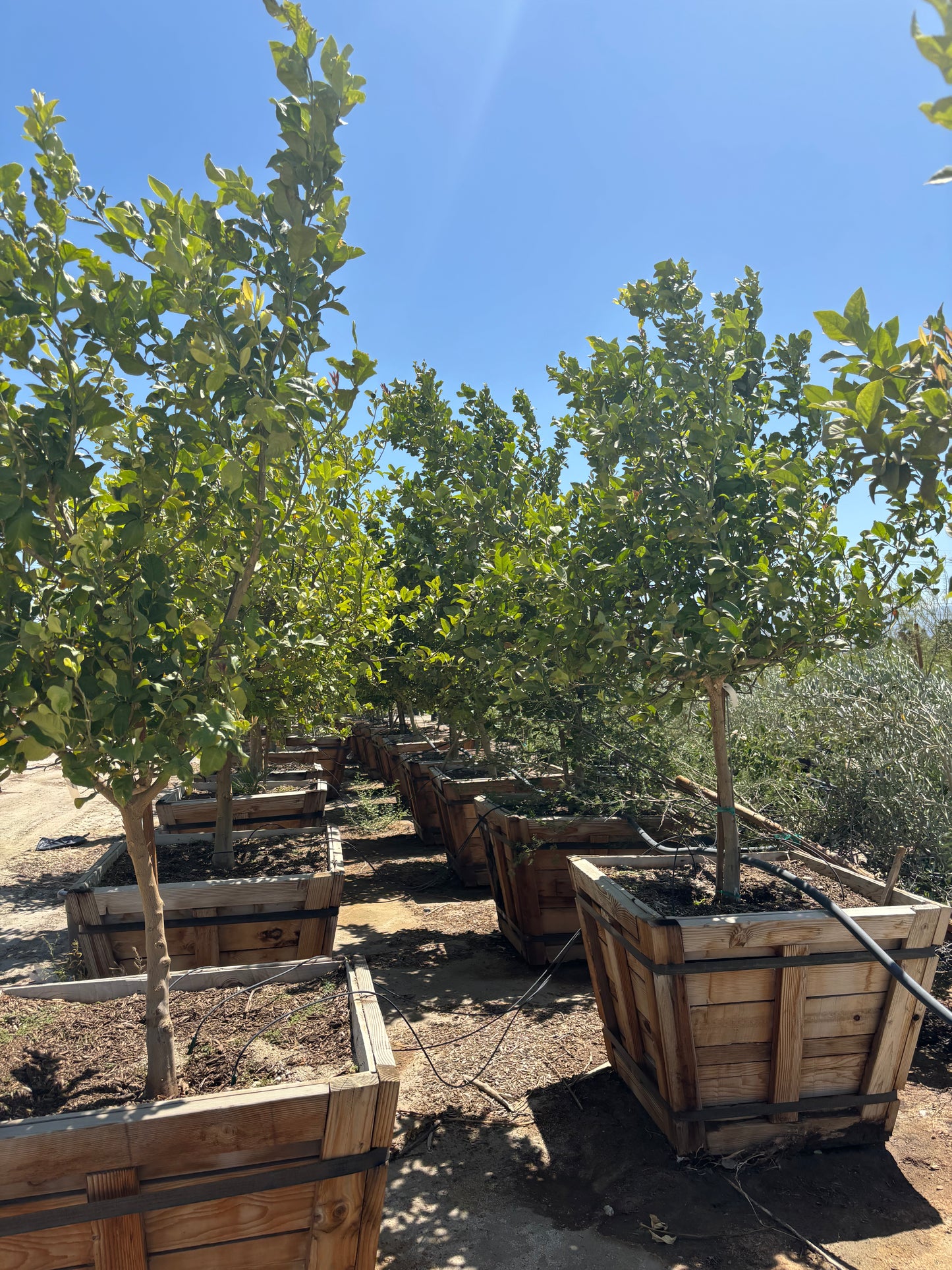 42” Box Citrus Trees